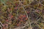 Listi mesojede okroglolistne rosike, značilne rastline barjanskih tal title=