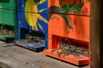 Čebelice na delu title=