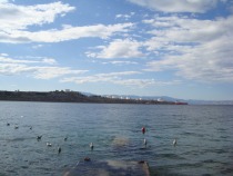 Iskanje prehrane v Omišalju se je dobro končalo kljub nenavadnemu razgledu title=