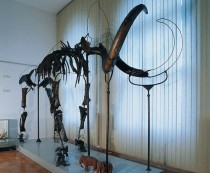 Neveljski mamut v Prirodoslovnem muzeju Slovenije title=